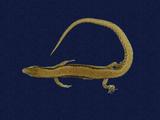 拉丁學名： em Scincella formosensis /em 中文名稱：臺灣滑蜥英文名稱：Formosan smooth skink