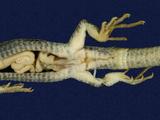 拉丁學名： em Takydromous hsuehshanensis /em 中文名稱：雪山草蜥英文名稱：Hsuehshan grass lizard