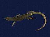 拉丁學名： em Takydromous hsuehshanensis /em 中文名稱：雪山草蜥英文名稱：Hsuehshan grass lizard
