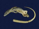 拉丁學名： em Takydromous hsuehshanensis /em 中文名稱：雪山草蜥英文名稱：Hsuehshan grass lizard