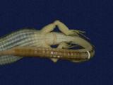 拉丁學名： em Takydromous formosanus /em 中文名稱：臺灣草蜥英文名稱：Formosan grass lizard