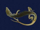 拉丁學名： em Takydromous formosanus /em 中文名稱：臺灣草蜥英文名稱：Formosan grass lizard