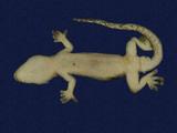 拉丁學名： em Hemidactylus frenatus /em 中文名稱：蝎虎英文名稱：Common house gecko