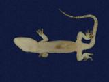 拉丁學名： em Hemidactylus frenatus /em 中文名稱：蝎虎英文名稱：Common house gecko