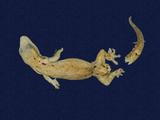 拉丁學名： em Lepidodactylus lugubris /em 中文名稱：鱗趾蝎虎英文名稱：Mourning gecko