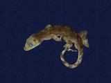 拉丁學名： em Gekko hokouensis /em 中文名稱：守宮英文名稱：Hekou s gecko