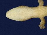 拉丁學名： em Hemiphyllodactylus typus typus /em 中文名稱：半葉趾蝎虎英文名稱：Indo-pacific tree gecko