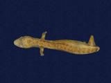 拉丁學名： em Hemiphyllodactylus typus typus /em 中文名稱：半葉趾蝎虎英文名稱：Indo-pacific tree gecko