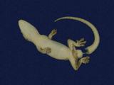 拉丁學名： em Hemidactylus frenatus /em 中文名稱：蝎虎英文名稱：Common house gecko