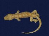 拉丁學名： em Gekko hokouensis /em 中文名稱：守宮英文名稱：Hekou s gecko