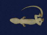 拉丁學名： em Gekko hokouensis /em 中文名稱：守宮英文名稱：Hekou s gecko