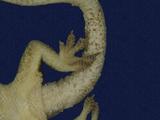 拉丁學名： em Hemidactylus frenatus /em 中文名稱：蝎虎英文名稱：Common house gecko