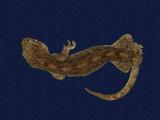 拉丁學名： em Gekko hokouensis /em 中文名稱：守宮英文名稱：Hekou s gecko