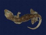 拉丁學名： em Gekko hokouensis /em 中文名稱：守宮英文名稱：Hekou s gecko