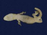 拉丁學名： em Gekko hokouensis /em 中文名稱：守宮英文名稱：Hekou s gecko