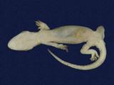 拉丁學名： em Gekko hokouensis /em 中文名稱：守宮英文名稱：Hekou s gecko