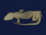 拉丁學名： em Gekko hokouensis /em 中文名稱：守宮英文名稱：Hekou s gecko