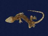 拉丁學名： em Gekko hokouensis /em 中文名稱：守宮英文名稱：Hekou s gecko