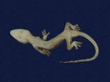 拉丁學名： em Gekko hokouensis /em 中文名稱：守宮英文名稱：Hekou s gecko