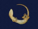 拉丁學名： em Hemiphyllodactylus typus typus /em 中文名稱：半葉趾蝎虎英文名稱：Indo-pacific tree gecko