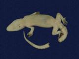 拉丁學名： em Hemidactylus frenatus /em 中文名稱：蝎虎英文名稱：Common house gecko