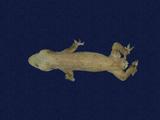 拉丁學名： em Hemidactylus frenatus /em 中文名稱：蝎虎英文名稱：Common house gecko