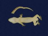 拉丁學名： em Hemidactylus frenatus /em 中文名稱：蝎虎英文名稱：Common house gecko