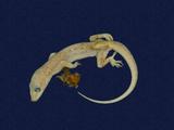 拉丁學名： em Hemidactylus bowringii /em 中文名稱：無疣蝎虎英文名稱：Bowring s gecko