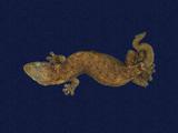 拉丁學名： em Hemiphyllodactylus typus typus /em 中文名稱：半葉趾蝎虎英文名稱：Indo-pacific tree gecko
