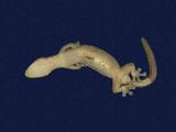 拉丁學名： em Hemiphyllodactylus typus typus /em 中文名稱：半葉趾蝎虎英文名稱：Indo-pacific tree gecko