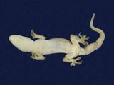 拉丁學名： em Hemidactylus frenatus /em 中文名稱：蝎虎英文名稱：Common house gecko