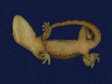 拉丁學名： em Gekko hokouensis /em 中文名稱：守宮英文名稱：Hekou s gecko