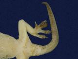 拉丁學名： em Hemidactylus bowringii /em 中文名稱：無疣蝎虎英文名稱：Bowring s gecko