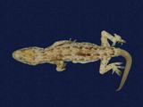 拉丁學名： em Hemidactylus bowringii /em 中文名稱：無疣蝎虎英文名稱：Bowring s gecko