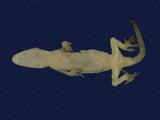 拉丁學名： em Hemidactylus bowringii /em 中文名稱：無疣蝎虎英文名稱：Bowring s gecko