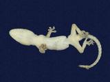 拉丁學名： em Hemidactylus frenatus /em 中文名稱：蝎虎英文名稱：Common house gecko