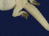 拉丁學名： em Hemidactylus frenatus /em 中文名稱：蝎虎英文名稱：Common house gecko