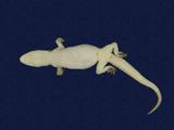 拉丁學名： em Hemidactylus frenatus /em 中文名稱：蝎虎英文名稱：Common house gecko