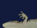 拉丁學名： em Hemidactylus frenatus /em 中文名稱：蝎虎英文名稱：Common house gecko