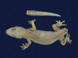 拉丁學名： em Hemidactylus frenatus /em 中文名稱：蝎虎英文名稱：Common house gecko