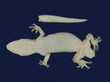 拉丁學名： em Hemidactylus frenatus /em 中文名稱：蝎虎英文名稱：Common house gecko