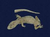 拉丁學名： em Hemidactylus frenatus /em 中文名稱：蝎虎英文名稱：Common house gecko