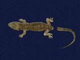 拉丁學名： em Hemidactylus bowringii /em 中文名稱：無疣蝎虎英文名稱：Bowring s gecko