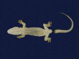 拉丁學名： em Hemidactylus bowringii /em 中文名稱：無疣蝎虎英文名稱：Bowring s gecko