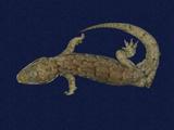 拉丁學名： em Hemidactylus bowringii /em 中文名稱：無疣蝎虎英文名稱：Bowring s gecko