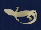 拉丁學名： em Hemidactylus bowringii /em 中文名稱：無疣蝎虎英文名稱：Bowring s gecko