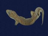 拉丁學名： em Hemidactylus bowringii /em 中文名稱：無疣蝎虎英文名稱：Bowring s gecko