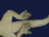 拉丁學名： em Hemidactylus frenatus /em 中文名稱：蝎虎英文名稱：Common house gecko