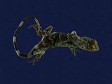拉丁學名： em Japalura polygonata polygonata /em 中文名稱：琉球攀蜥英文名稱：Okinawa tree lizard