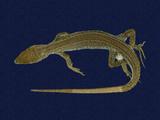 拉丁學名： em Takydromous tachydromoides /em 中文名稱：日本草蜥英文名稱：Japanese grass lizard